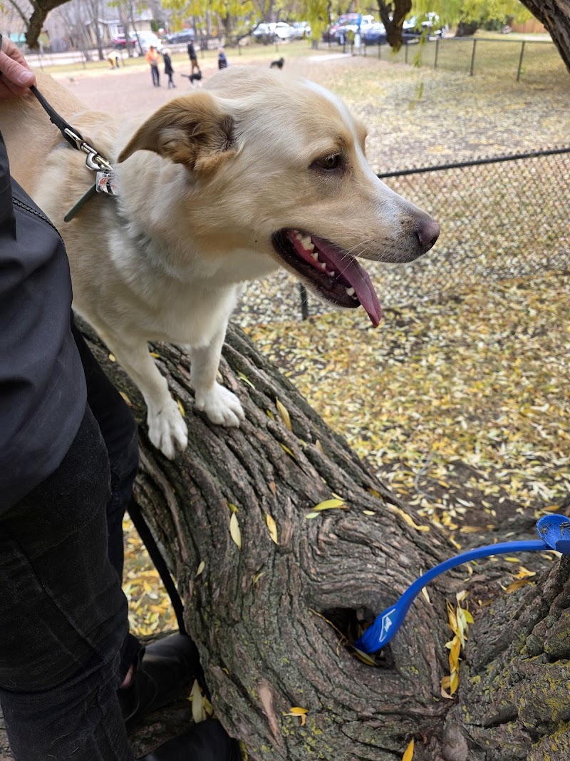 Caswell Dog Park dog park in Saskatoon, Saskatchewan