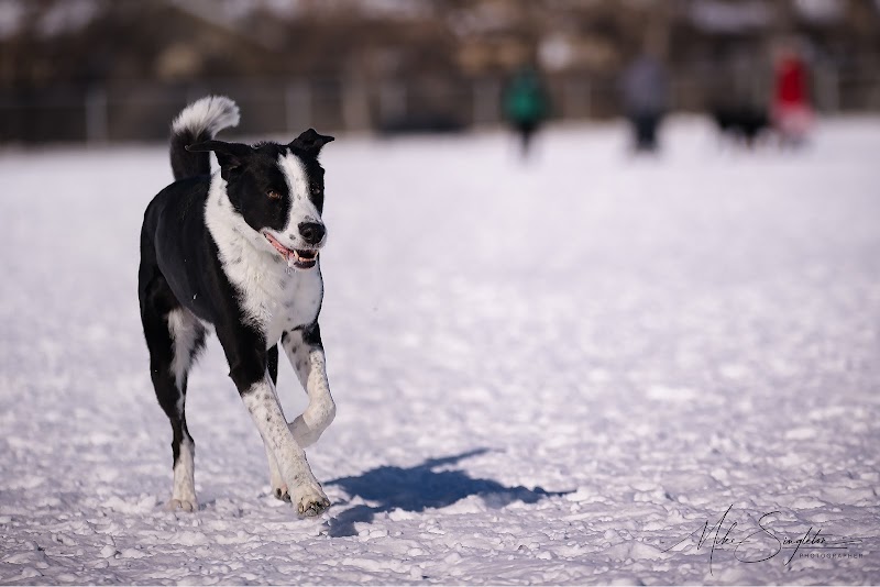 Mount Pleasant Dog Park dog park in Regina, Saskatchewan
