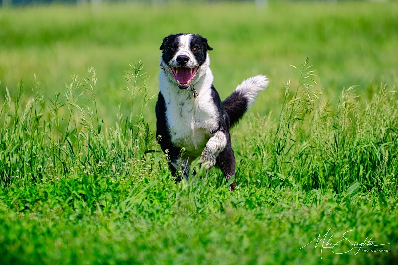 Mount Pleasant Dog Park dog park in Regina, Saskatchewan