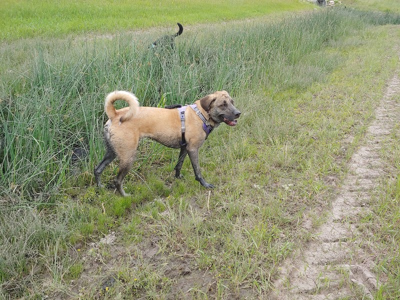 Ross Industrial Off-Leash Dog Park dog park in Regina, Saskatchewan