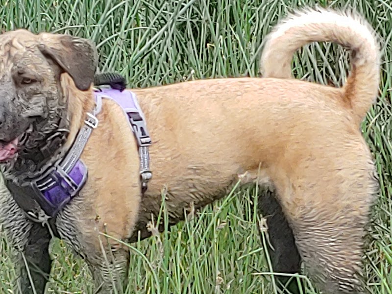 Ross Industrial Off-Leash Dog Park dog park in Regina, Saskatchewan