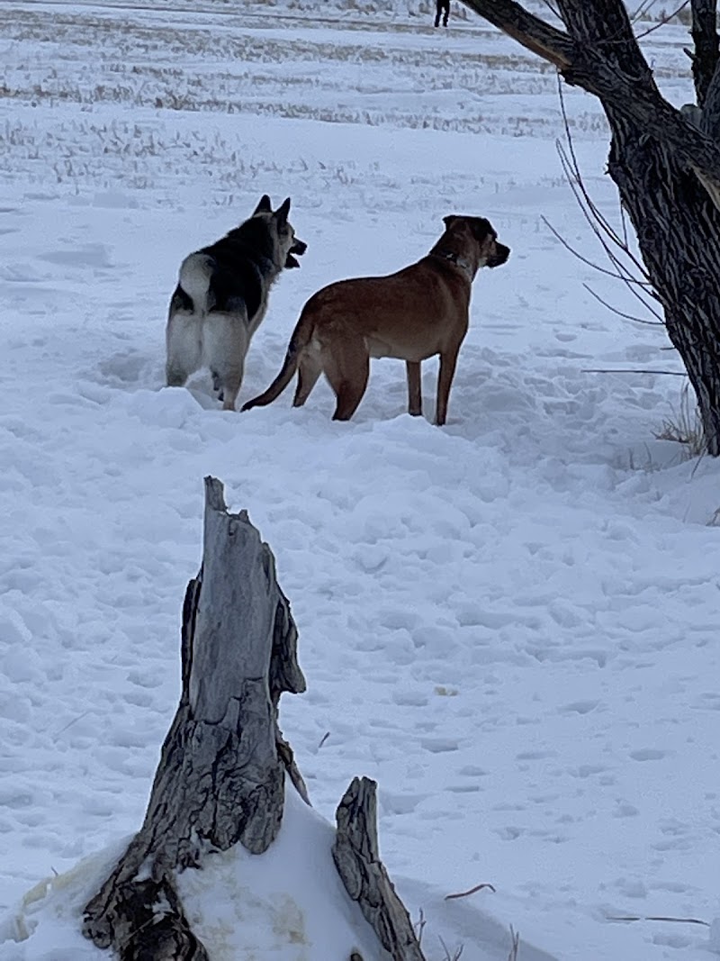 Cathy Lauritsen Memorial Off-Leash Dog Park dog park in Regina, Saskatchewan