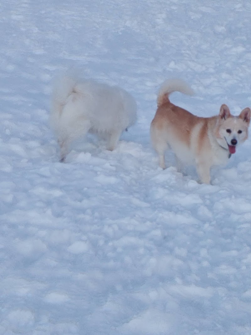Fred Mendel Dog Park dog park in Saskatoon, Saskatchewan