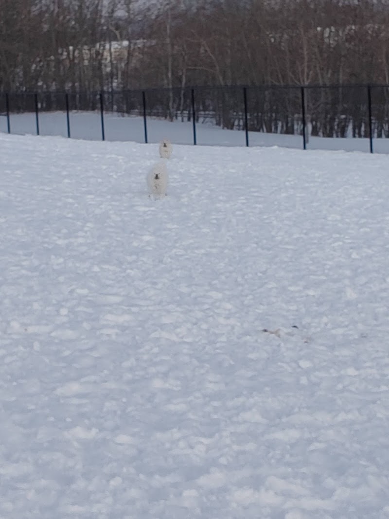 Fred Mendel Dog Park dog park in Saskatoon, Saskatchewan