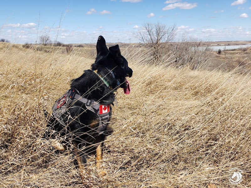Manitou Beach Dog Park dog park in Manitou Beach, Saskatchewan