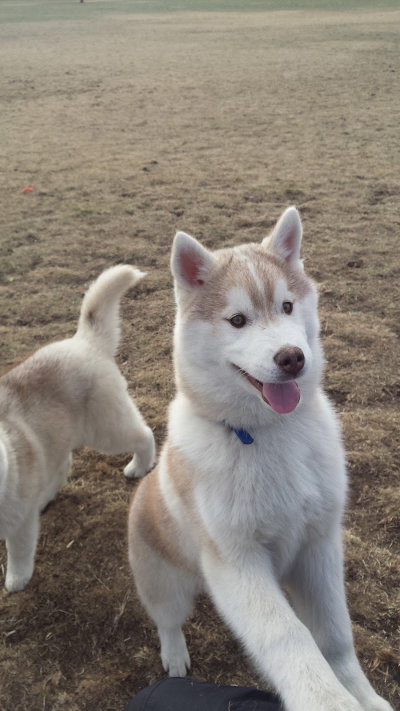 Pierre Radisson Dog Park dog park in Saskatoon, Saskatchewan