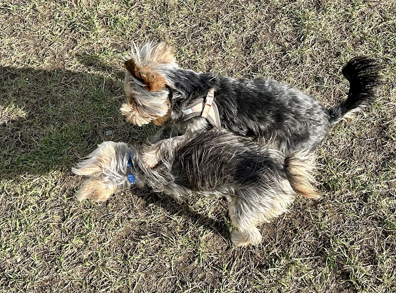 Hyde Park Small Dog Park dog park in Saskatoon, Saskatchewan
