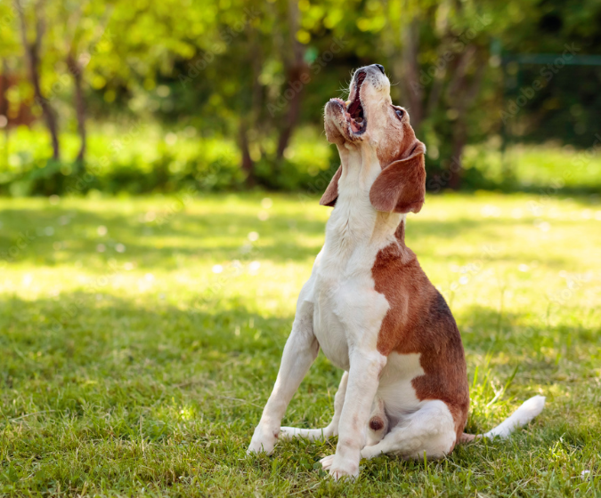 Hyde Park Small Dog Park dog park in Saskatoon, Saskatchewan