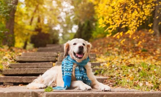 Island 22 Dog Park dog park in Chilliwack, British Columbia