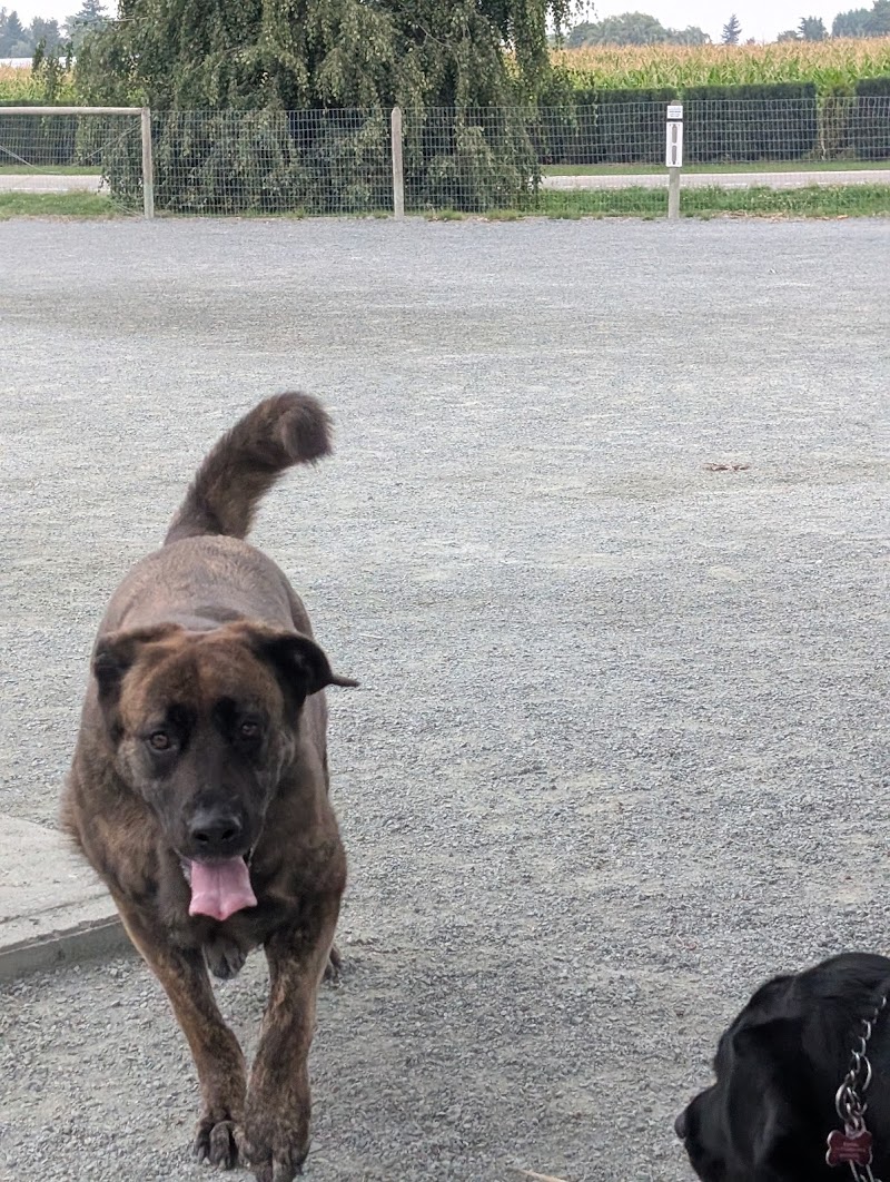 Sheffield Dog Off Leash Area dog park in Chilliwack, British Columbia