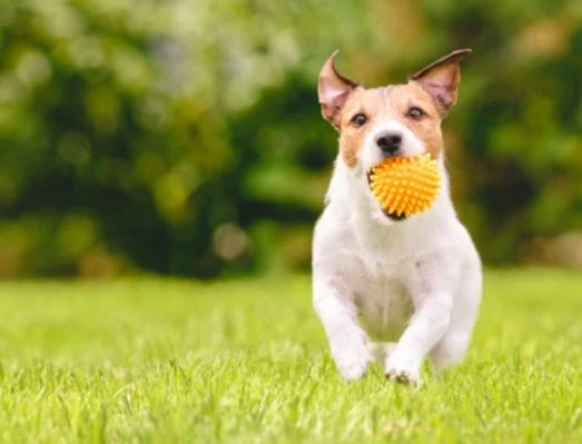 Sheffield Dog Off Leash Area dog park in Chilliwack, British Columbia