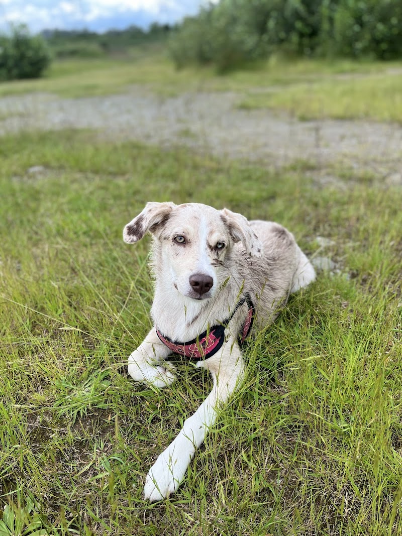 Clearbrook Park Off Leash Area dog park in Abbotsford, British Columbia