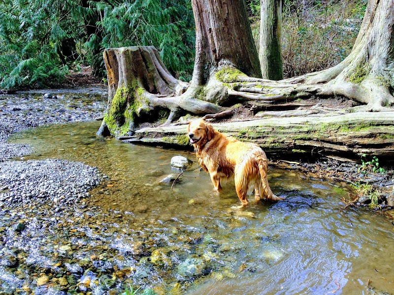 Dog Off Leash Park - Stoney Creek dog park in Abbotsford, British Columbia