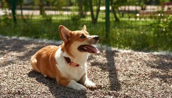 Maple Ridge Park Dog Off Leash Area dog park in Maple Ridge, British Columbia