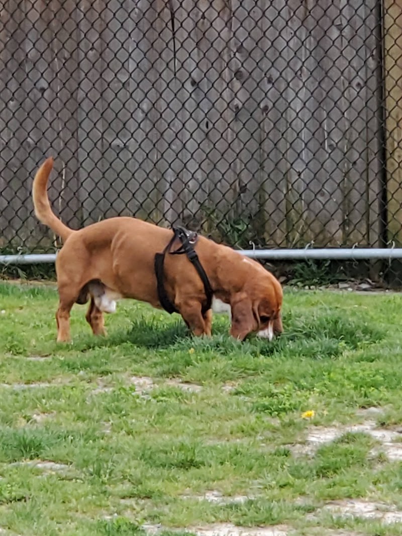 Bertrand Creek Dog Park dog park in Aldergrove, British Columbia
