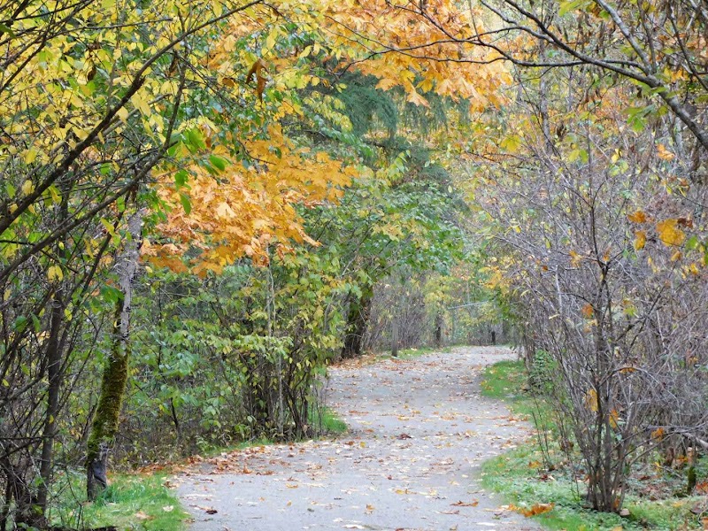 Shaughnessy Park Off-Leash Dog Area dog park in Port Coquitlam, British Columbia