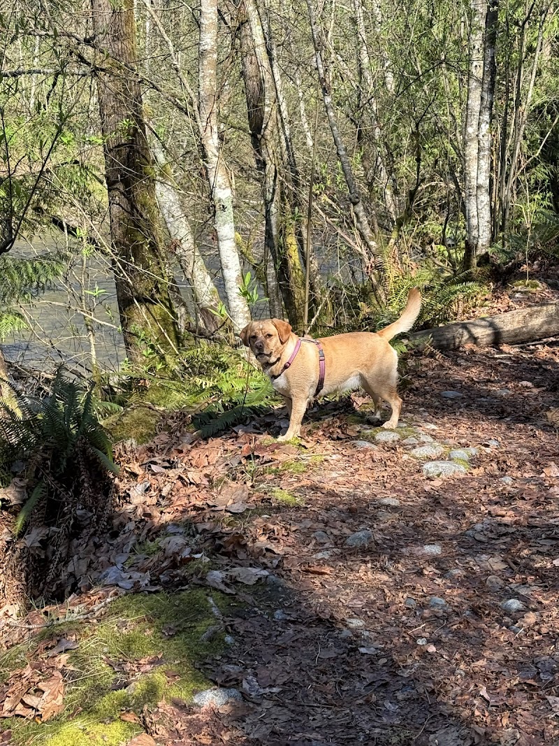 Shaughnessy Park Off-Leash Dog Area dog park in Port Coquitlam, British Columbia