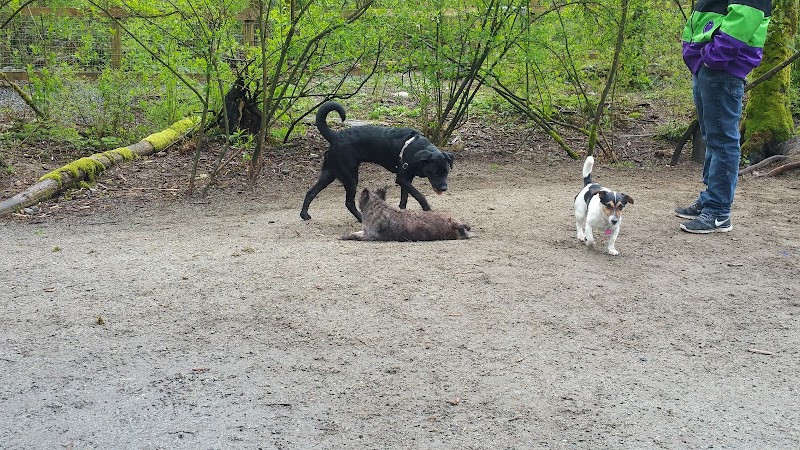 Shaughnessy Park Off-Leash Dog Area dog park in Port Coquitlam, British Columbia