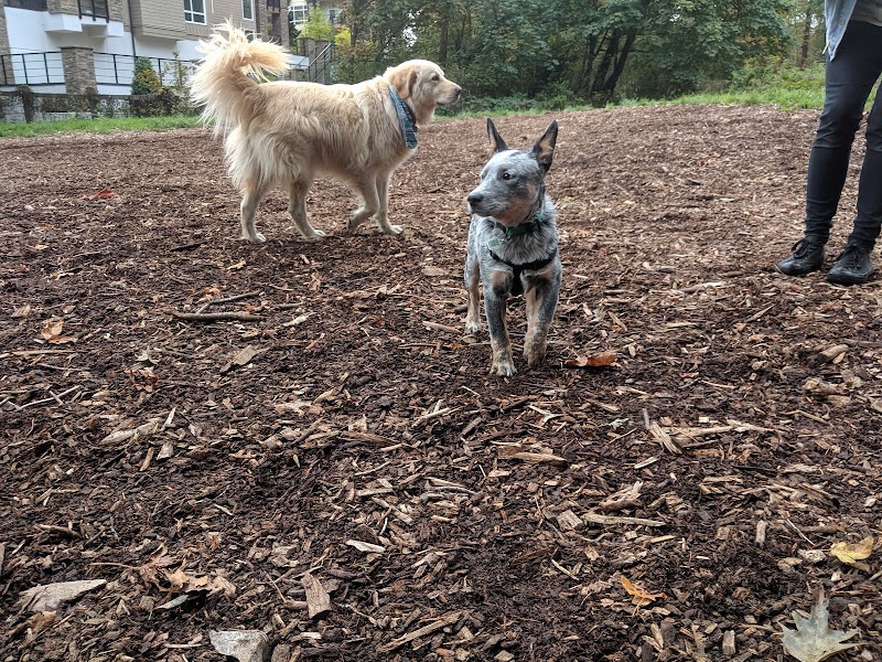 Maple Street Dog Park dog park in Port Coquitlam, British Columbia