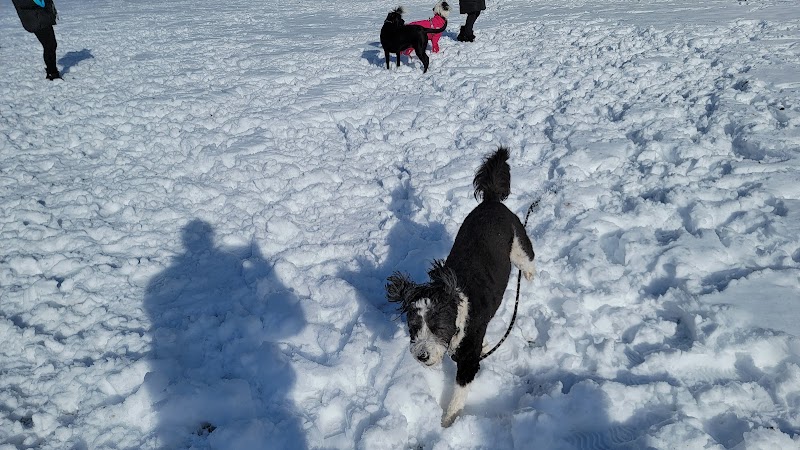 Chelsea Park Off-Leash Dog Area dog park in Port Coquitlam, British Columbia