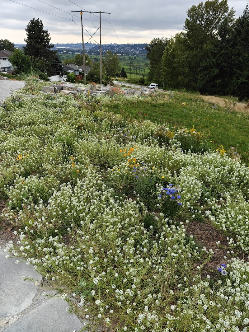 Skyline Park Off-leash Dog Area dog park in Port Coquitlam, British Columbia