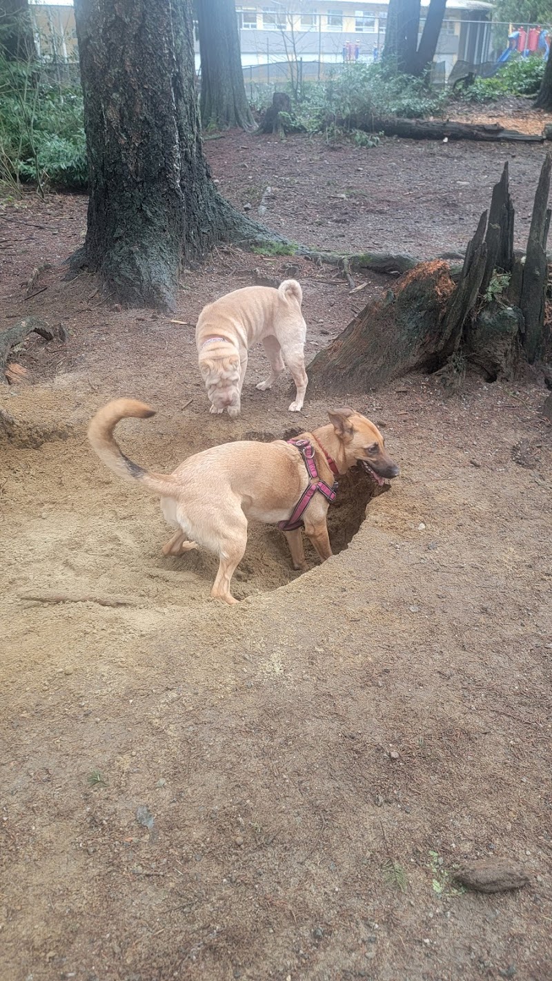 Glen Park Off-Leash Dog Area dog park in Coquitlam, British Columbia