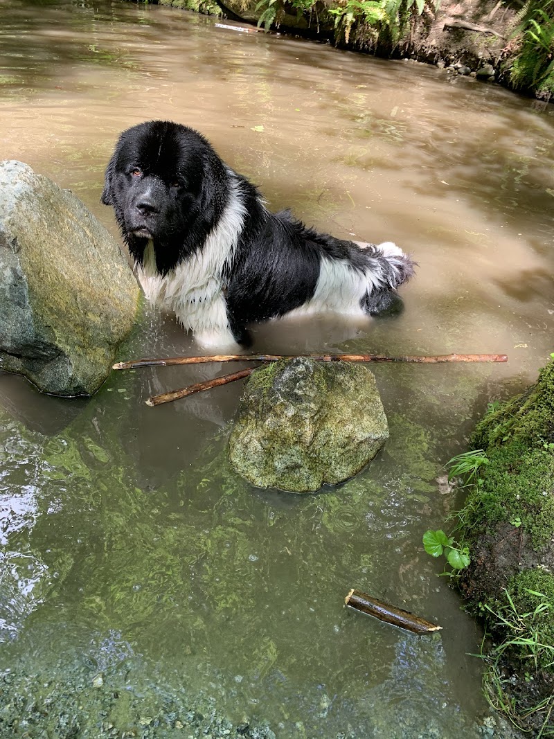 Chines Park Off-Leash Dog Area dog park in Port Moody, British Columbia