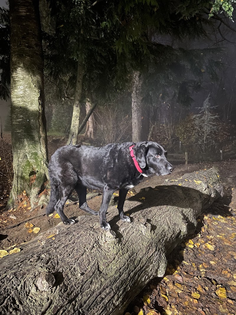 Rocky Point Off Leash Dog Park dog park in Port Moody, British Columbia