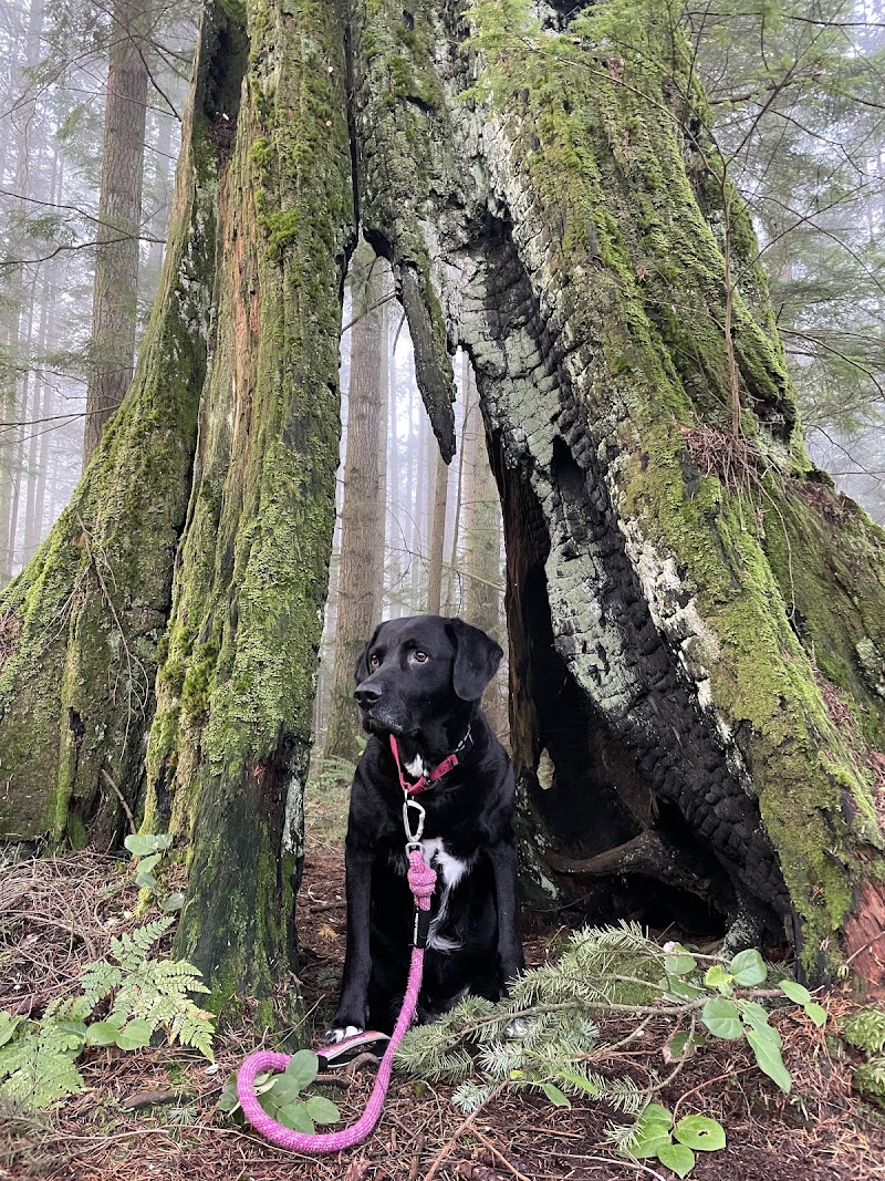 Bert Flinn Off-Leash Dog Park dog park in Port Moody, British Columbia