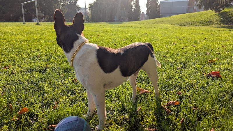 Simcoe Park Off-Leash Dog Areas dog park in New Westminster, British Columbia