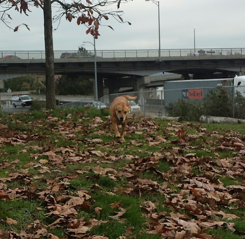 West Side Off-Leash Dog Area dog park in New Westminster, British Columbia