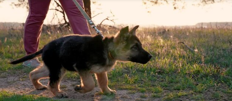 Queensborough Off-Leash Dog Area dog park in New Westminster, British Columbia