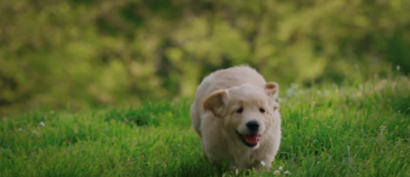 Queensborough Off-Leash Dog Area dog park in New Westminster, British Columbia