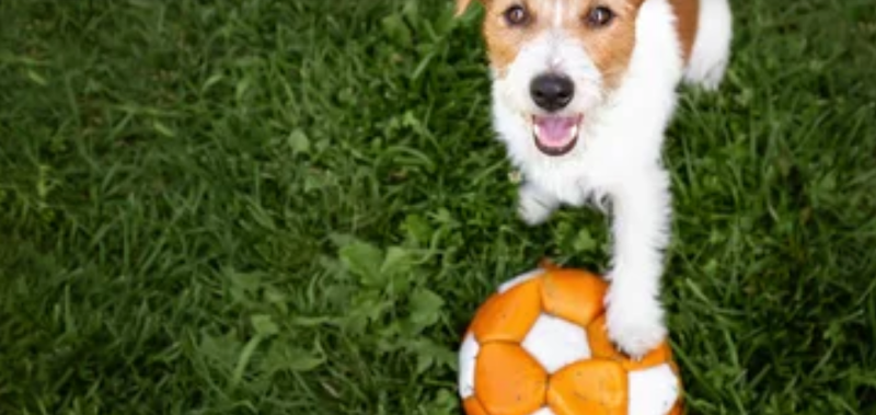 Queensborough Off-Leash Dog Area dog park in New Westminster, British Columbia