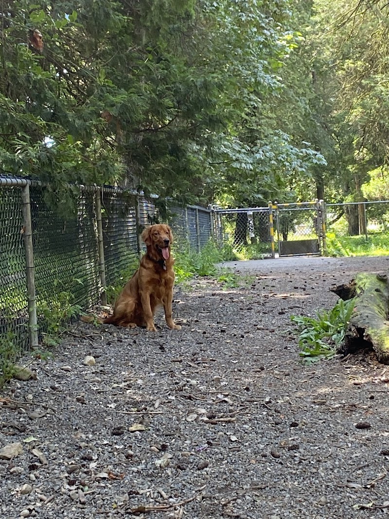 Dog park dog park in New Westminster, British Columbia