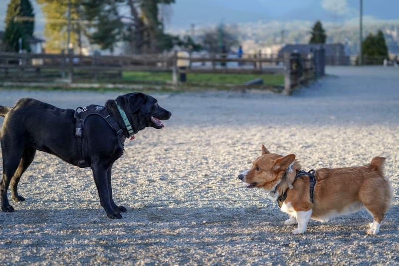 Burnaby Heights Park Off-Leash Enclosure dog park in Burnaby, British Columbia