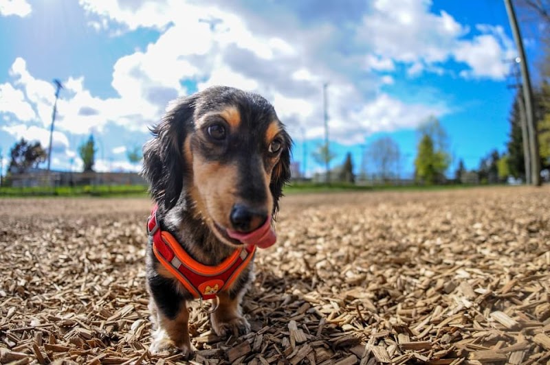 Willingdon Heights Dog Park dog park in Burnaby, British Columbia