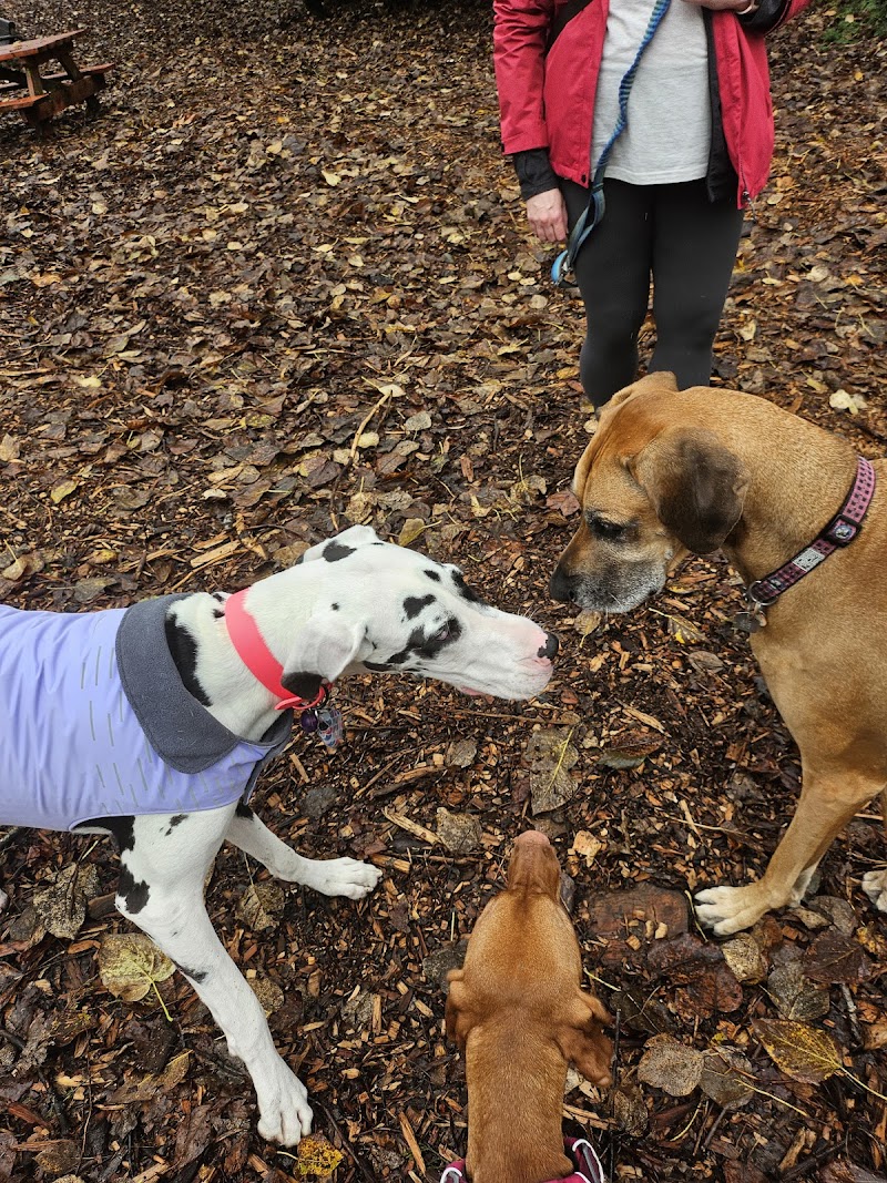 Confederation Park Dog Off-Leash Enclosure dog park in Burnaby, British Columbia