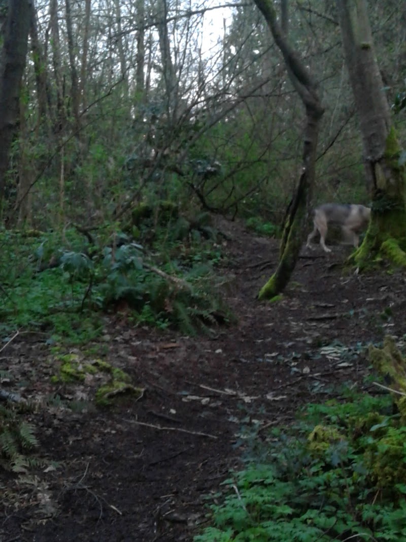 Malvern Off-Leash Dog Area dog park in Burnaby, British Columbia