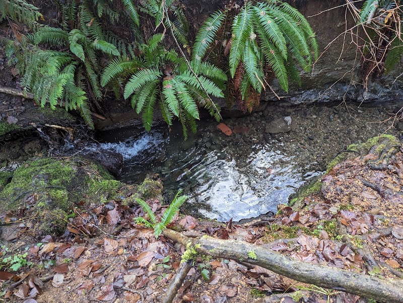 Malvern Off-Leash Dog Area dog park in Burnaby, British Columbia