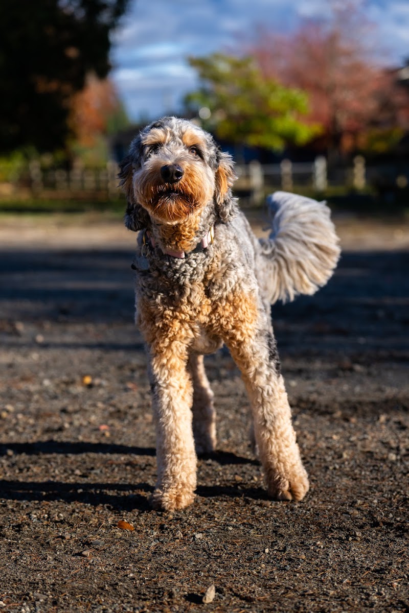 Dog Off-Leash Enclosure dog park in Burnaby, British Columbia
