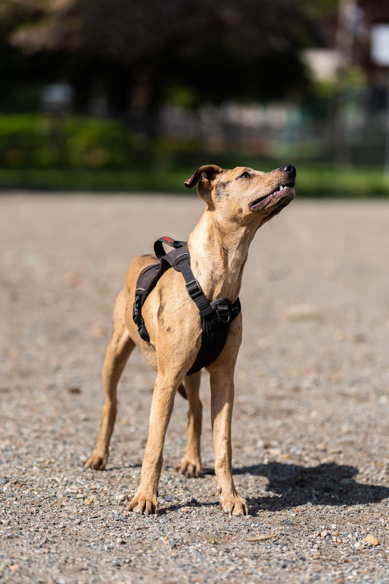 Dog Off-Leash Enclosure dog park in Burnaby, British Columbia