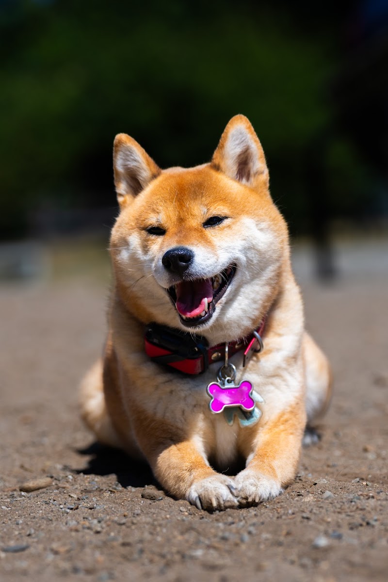 Dog Off-Leash Enclosure dog park in Burnaby, British Columbia