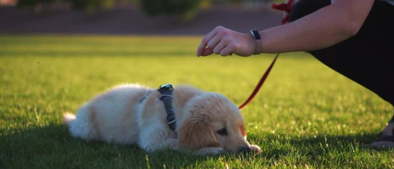 Keswick Dog Off-Lease Enclosure dog park in Burnaby, British Columbia