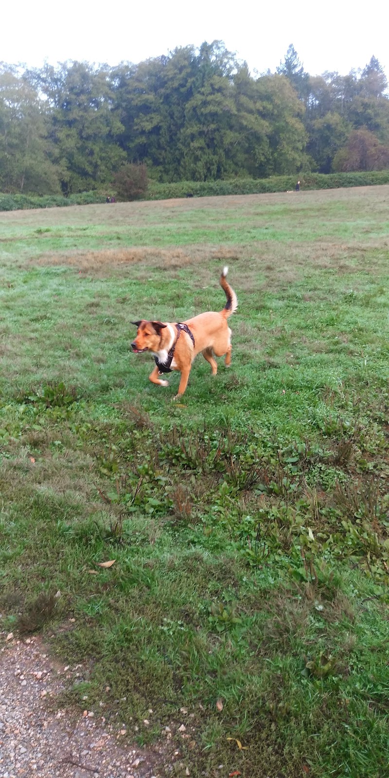 Tynehead Dog Park dog park in Surrey, British Columbia