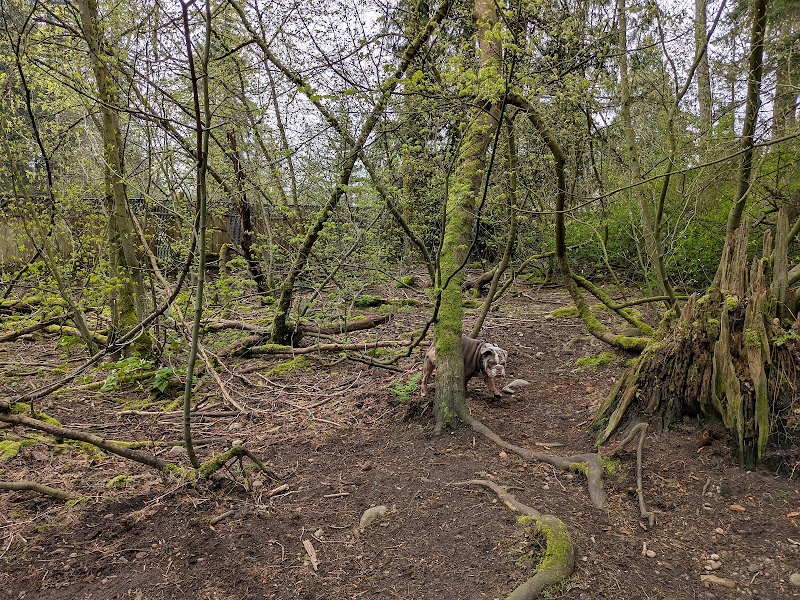 Dogwood Park Dog Off-leash Area dog park in Surrey, British Columbia