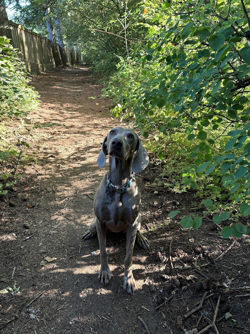 Dogwood Park Dog Off-leash Area dog park in Surrey, British Columbia