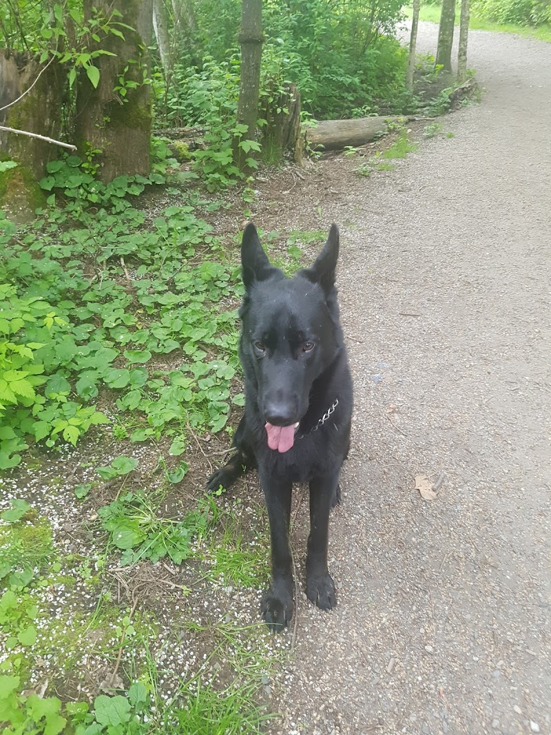 Freedom Dog Park dog park in Surrey, British Columbia