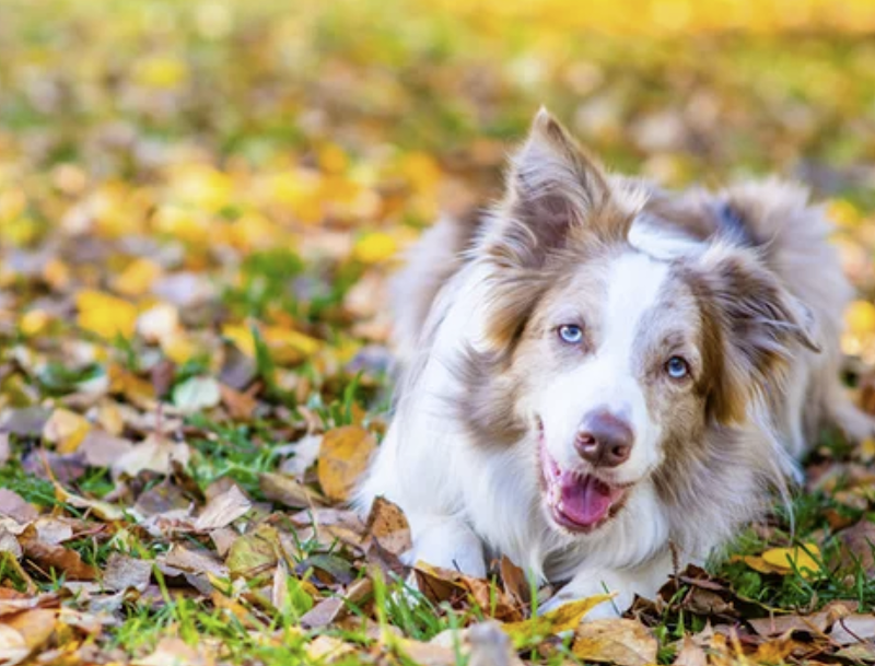 Kennedy Dog Off-Leash Area dog park in Surrey, British Columbia
