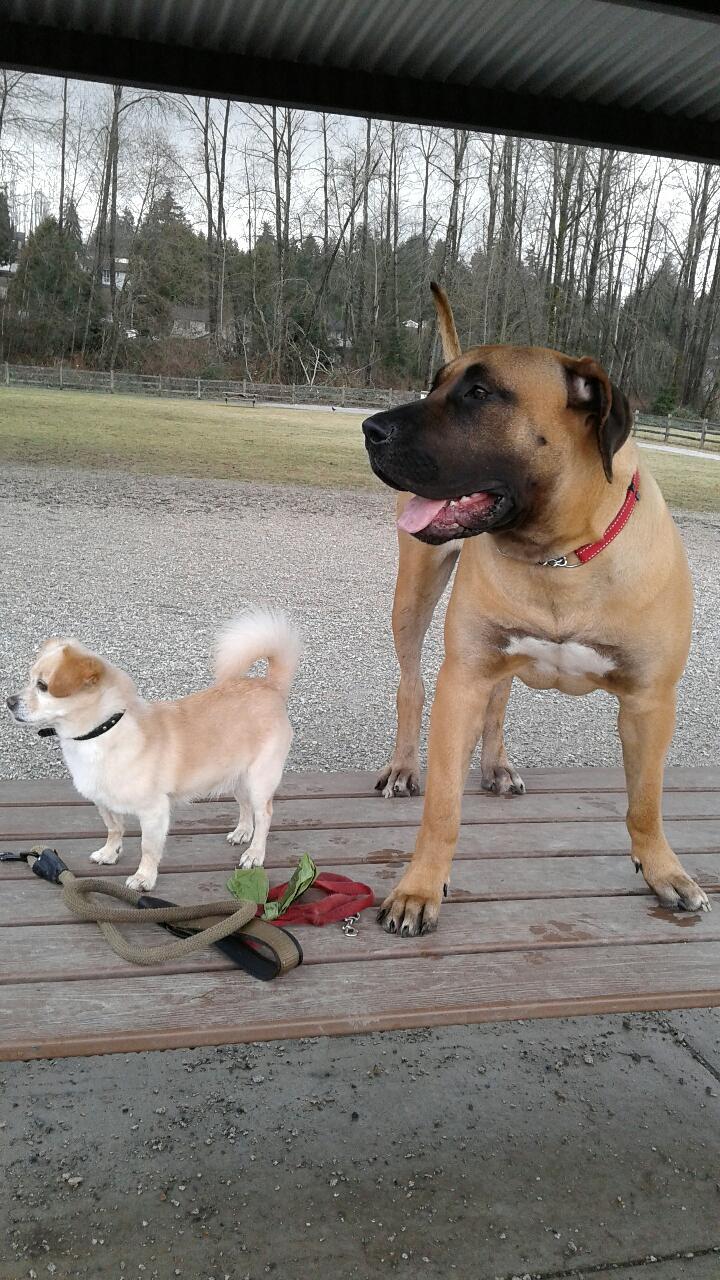 Bolivar Dog Off-leash Area dog park in Surrey, British Columbia